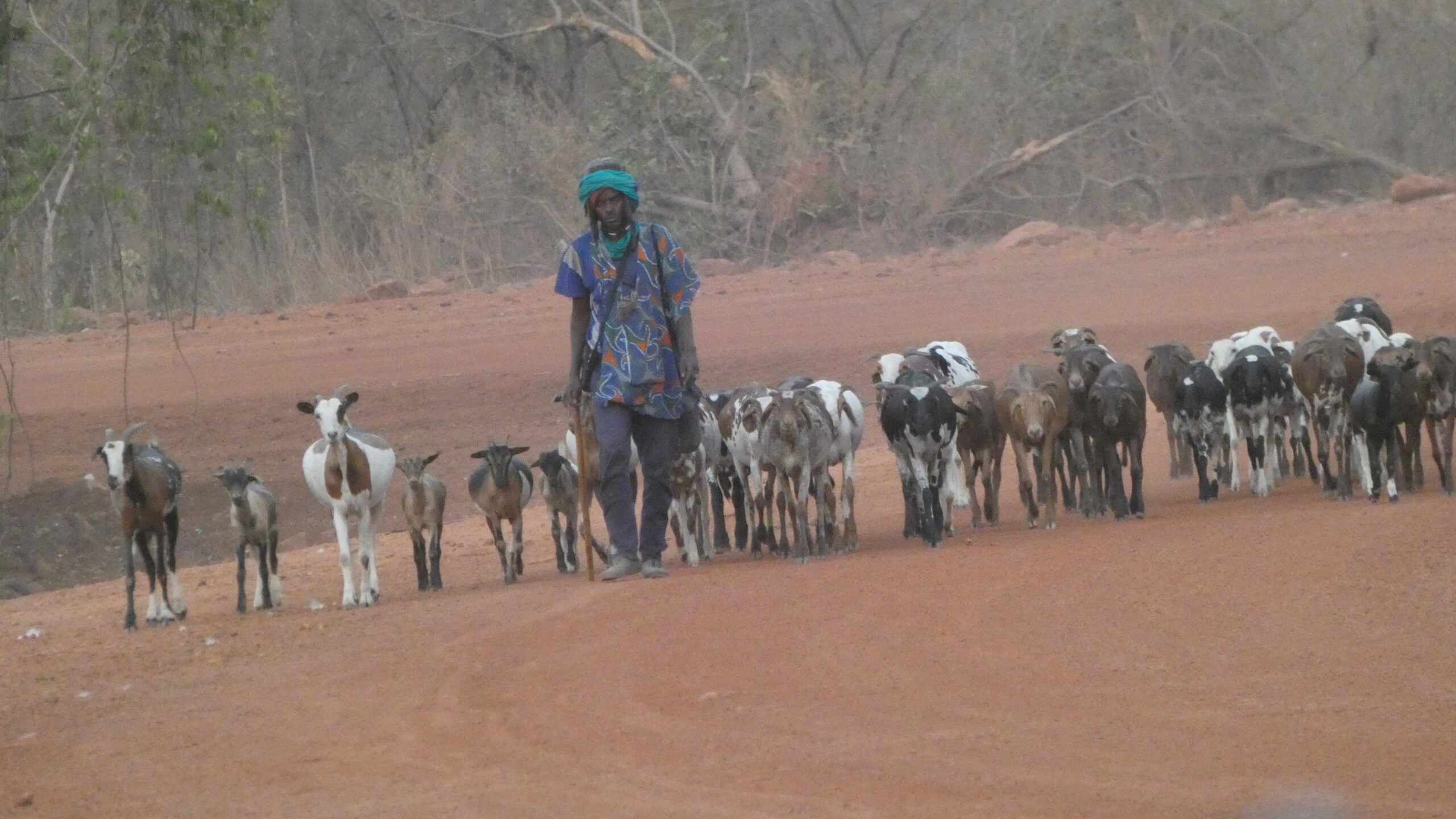 Scène de vie rurale au Sénégal